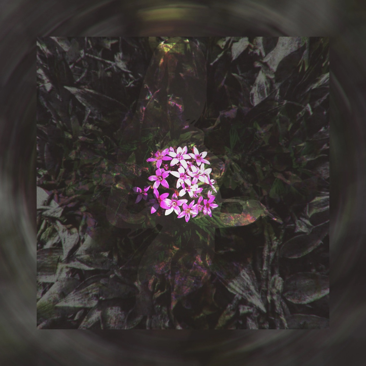 Flores Belas - Single by taii. album cover
