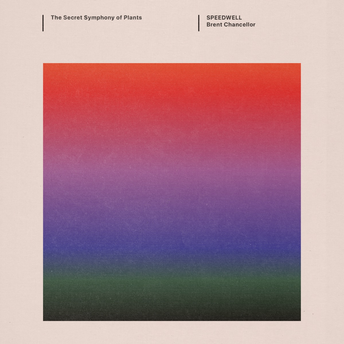 Chancellor: Speedwell by Brent Chancellor album cover