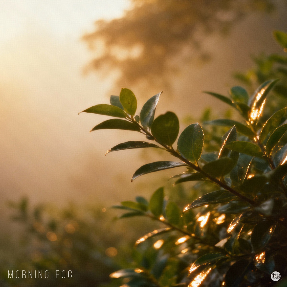 Morning Fog - Single by LBL album cover