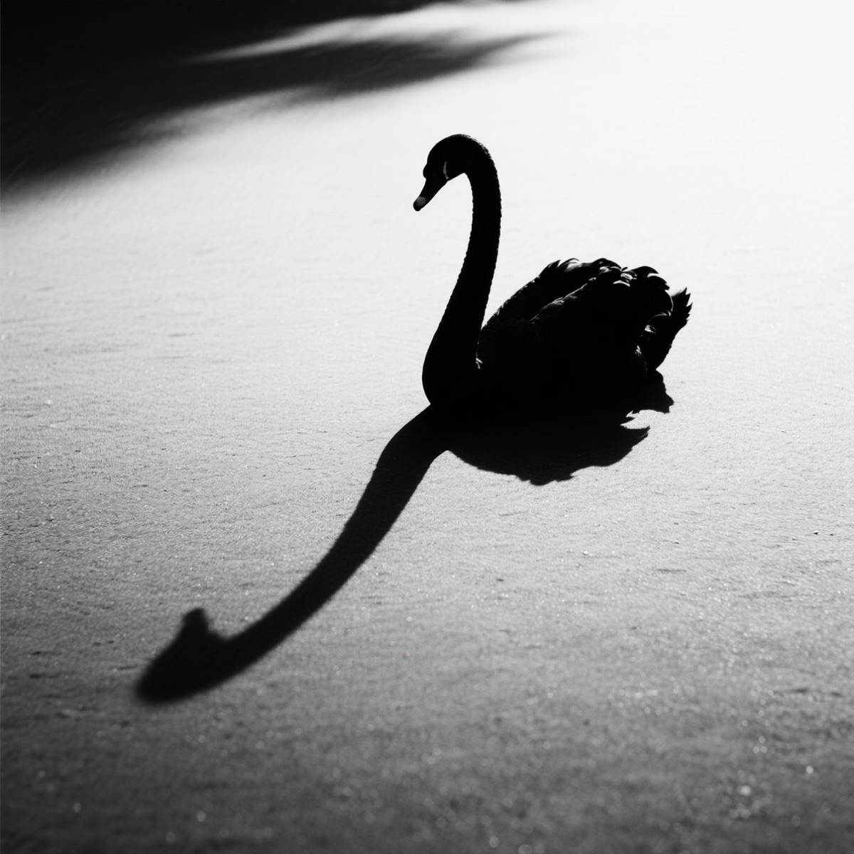 Swan Shadow - Single by Andrew Parker album cover