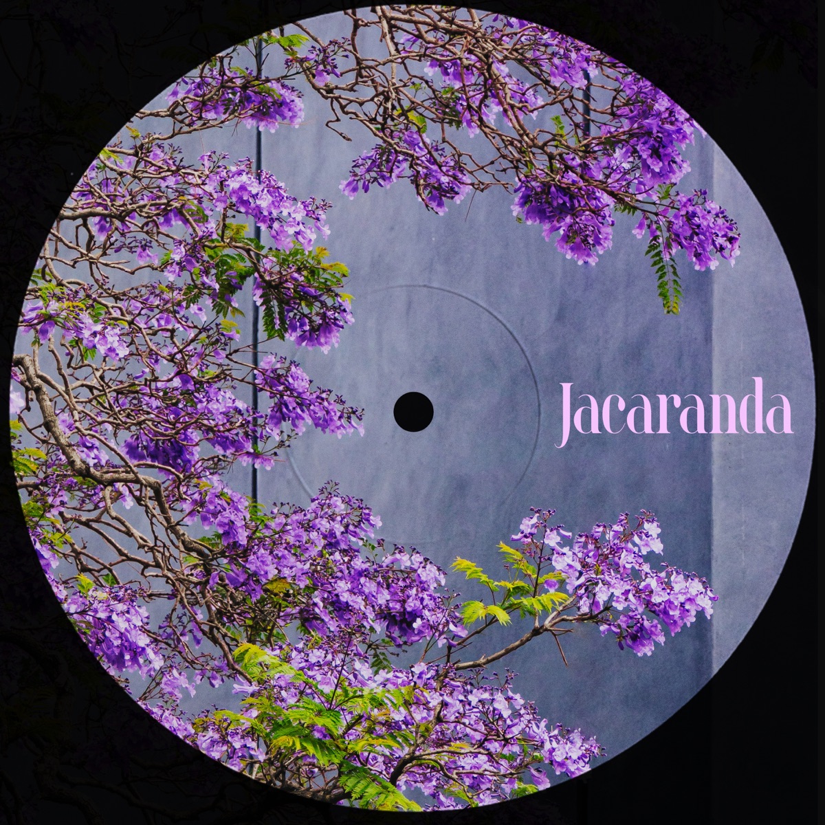 Jacaranda - Single by Guy Rickard & morisan album cover
