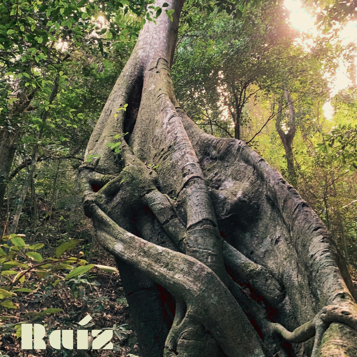 Raíz - Single by Daniela Mrly & Nef Talib album cover