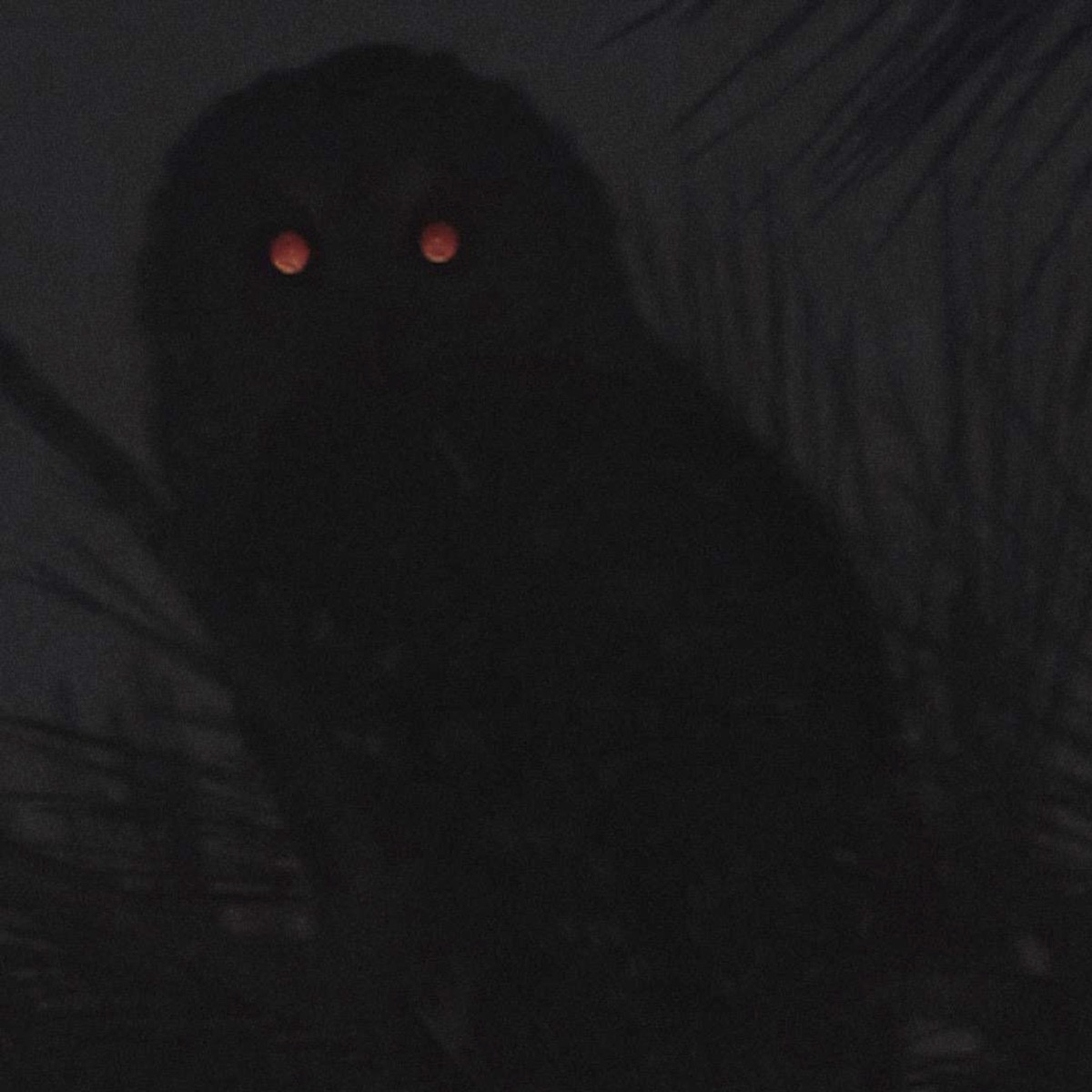 Owl Eyes - Single by LK & Mike da Gringa album cover