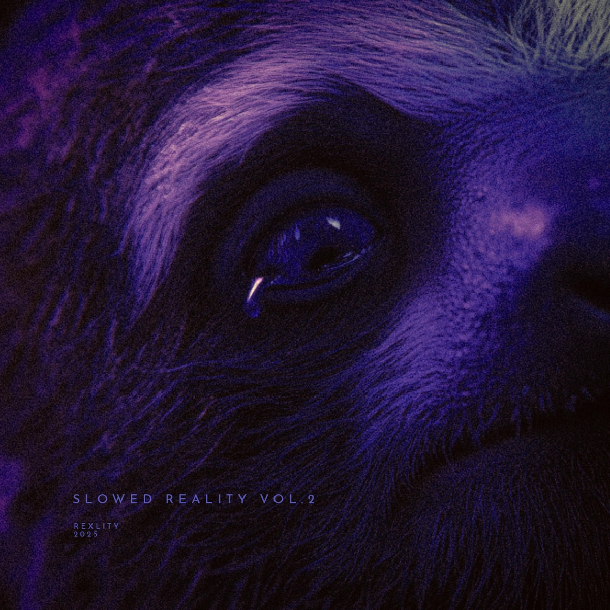 slowed reality vol.2 (slowed + reverb) by rexlity album cover
