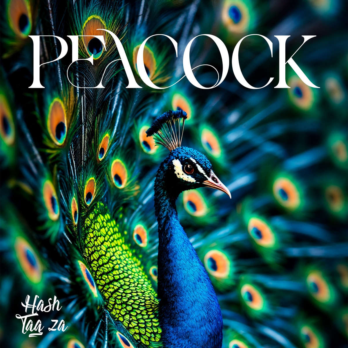 Peacock (1.0) - Single by HASHTAG ZA album cover