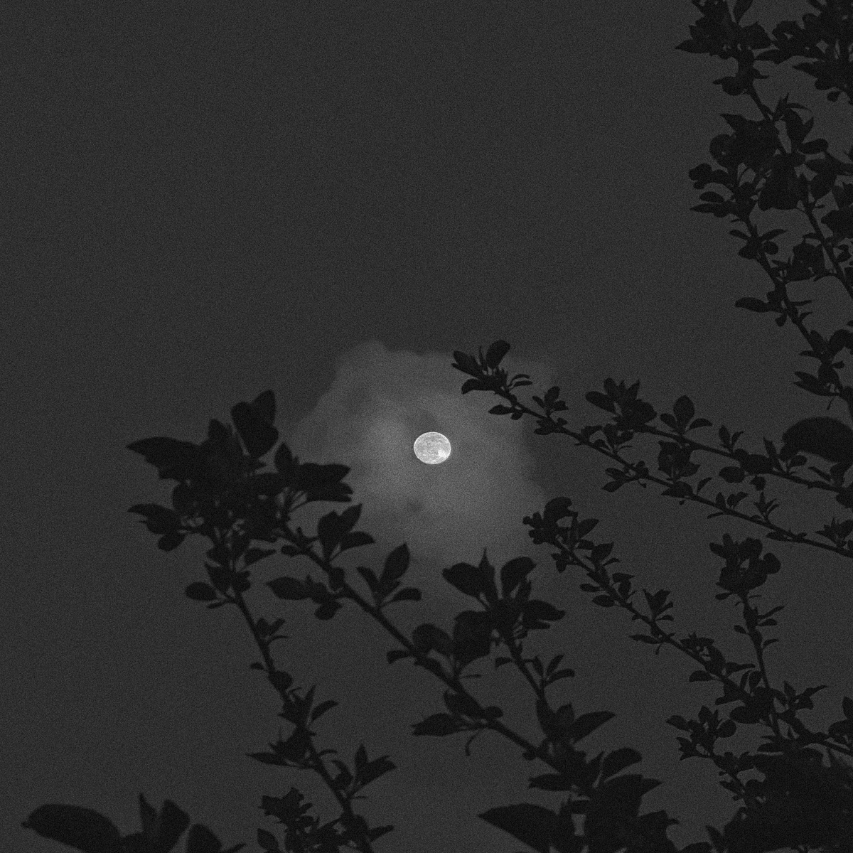 Up Too Late - Single by TSUKI album cover