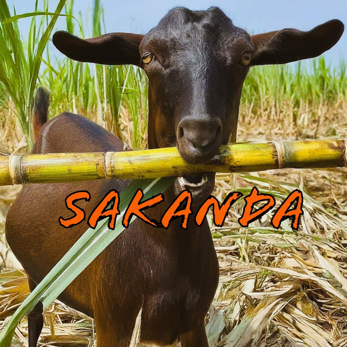 Sakanda - Single by NorThug album cover