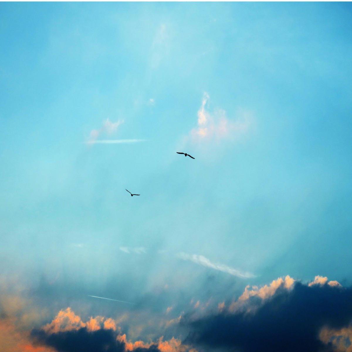 The Birds Whisper - Single by Olario album cover