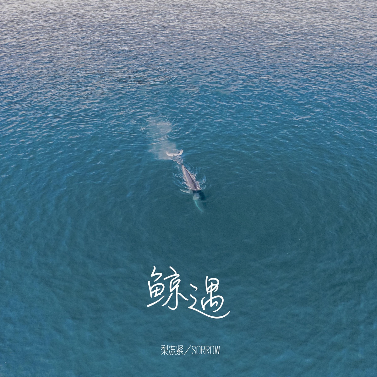 鲸遇 - Single by Pear freezes tightly & SORROW album cover