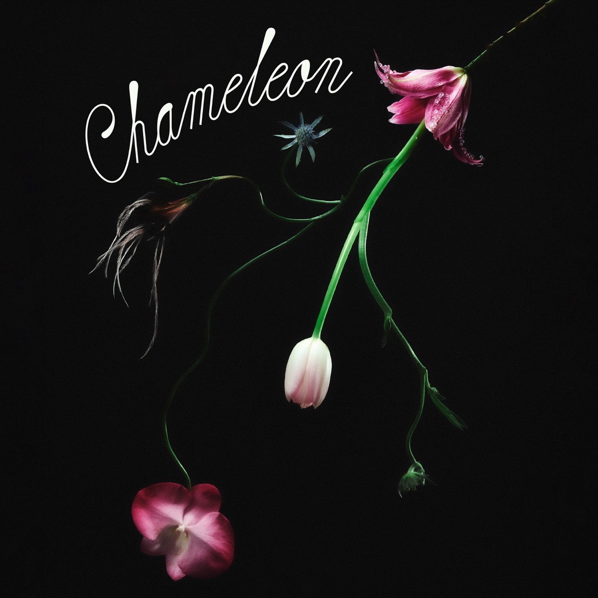 Chameleon by MiQ & Catchellers album cover