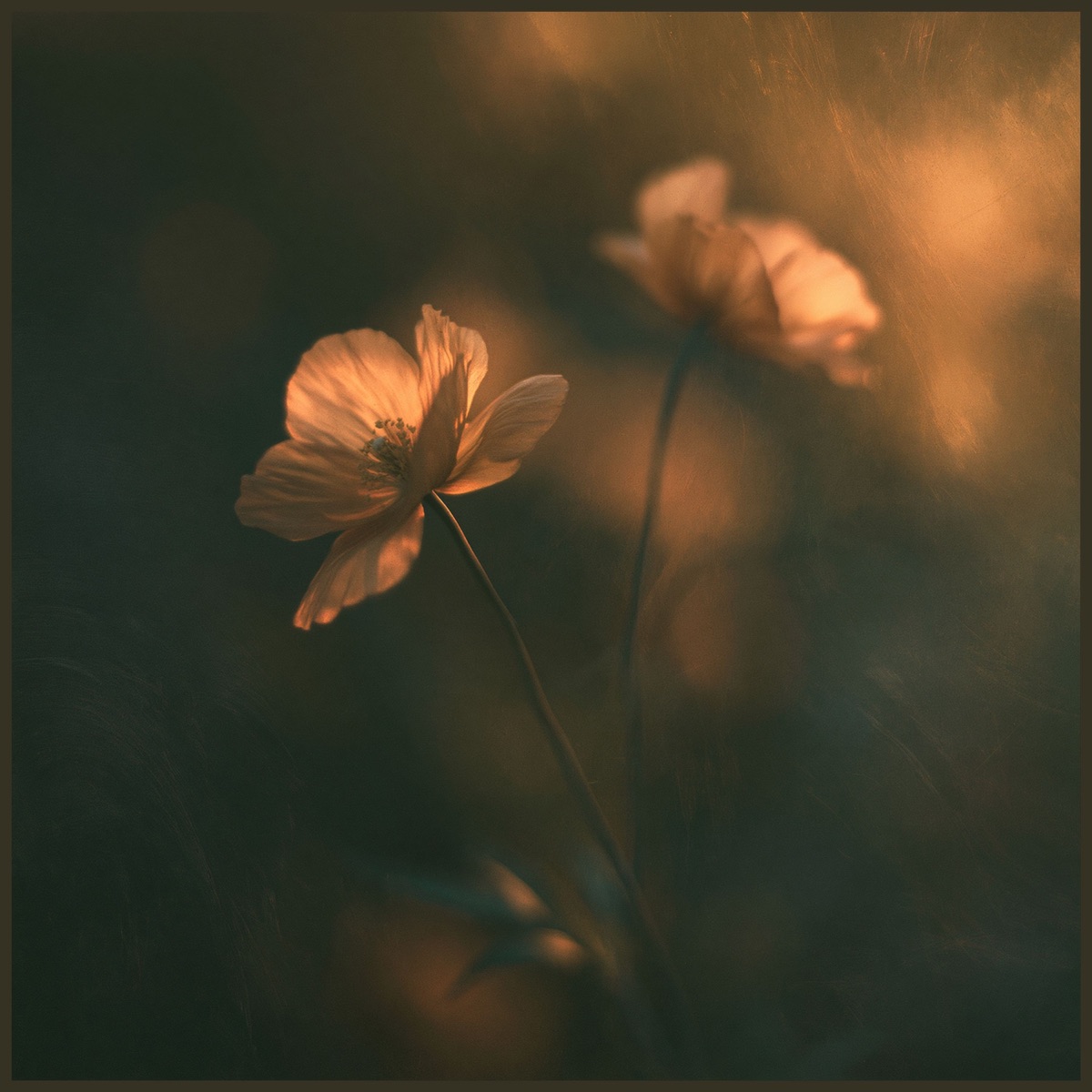 Time will heal you (Solo Piano) - Single by Maxime Verdoni & Cameron Segal album cover