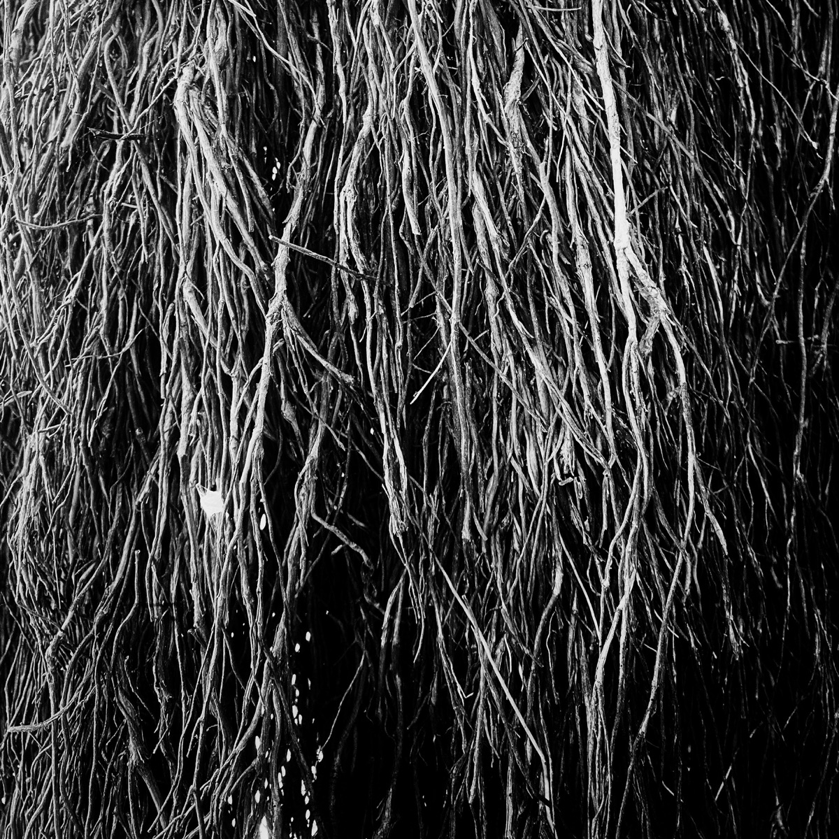 Nocturnal Rainforest by Eraldo Bernocchi, Iggor Cavalera & Merzbow album cover
