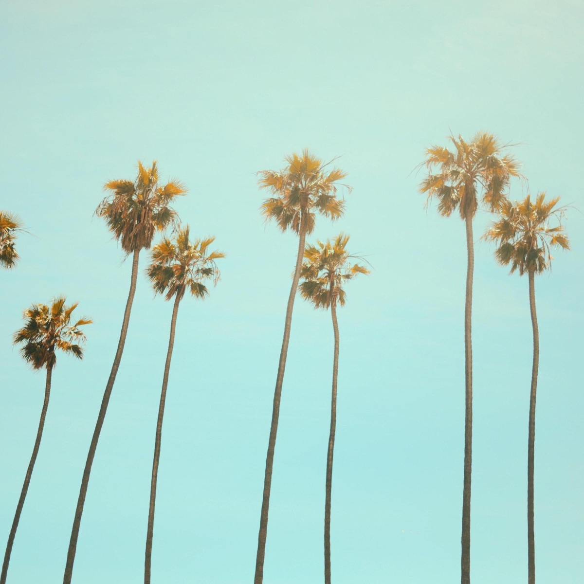 California Dreaming - Single by Besomorph, Besomage, Nito-Onna & BRAN album cover