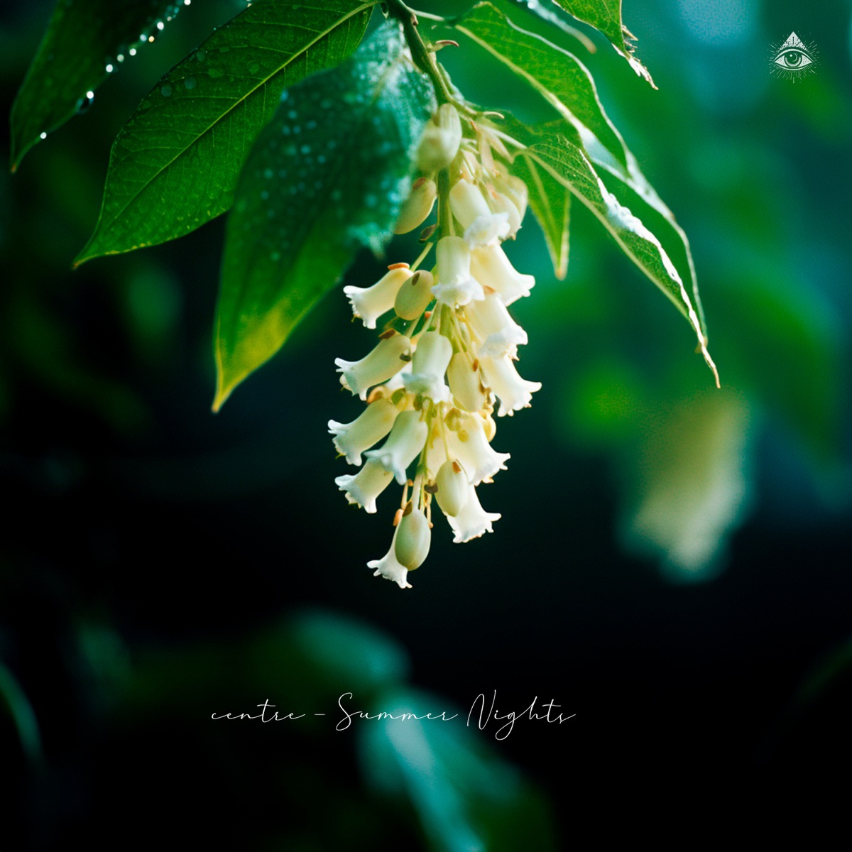 Summer Nights - Single by centre & Aquieto album cover