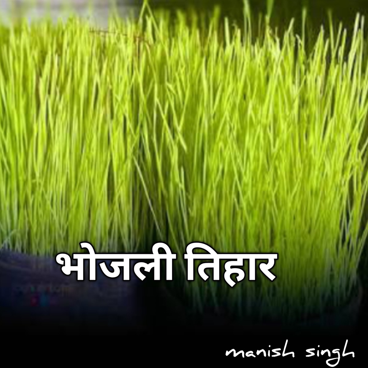 भोजली तिहार - Single by Manish Singh album cover