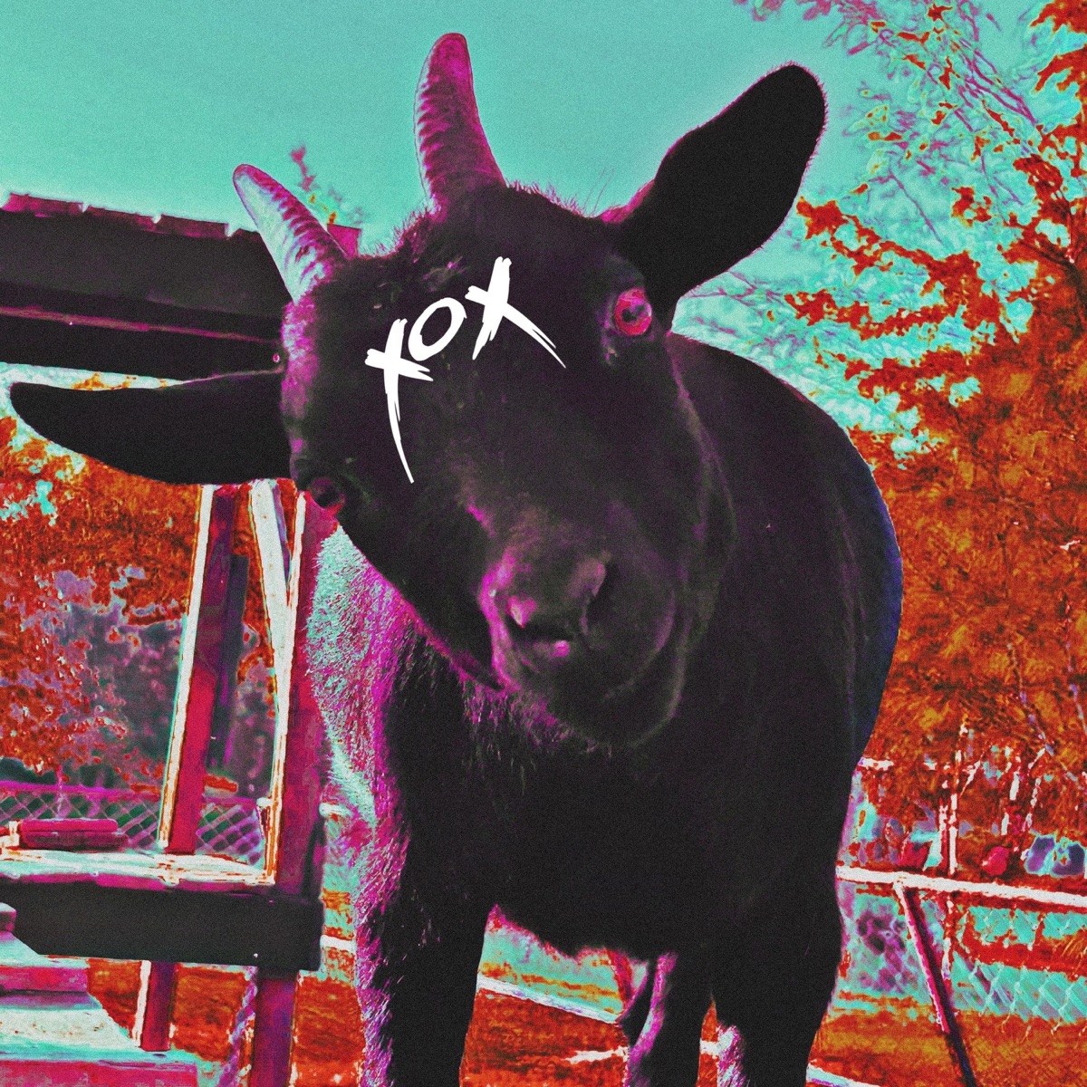 Xox - EP by Zangi Cokka album cover