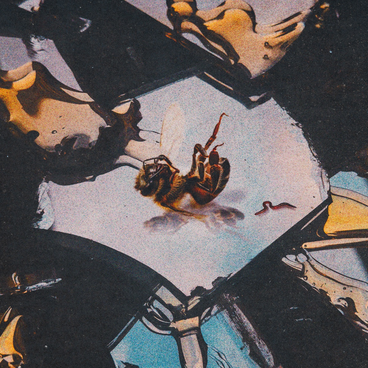 Honey Rot by Stain the Canvas album cover