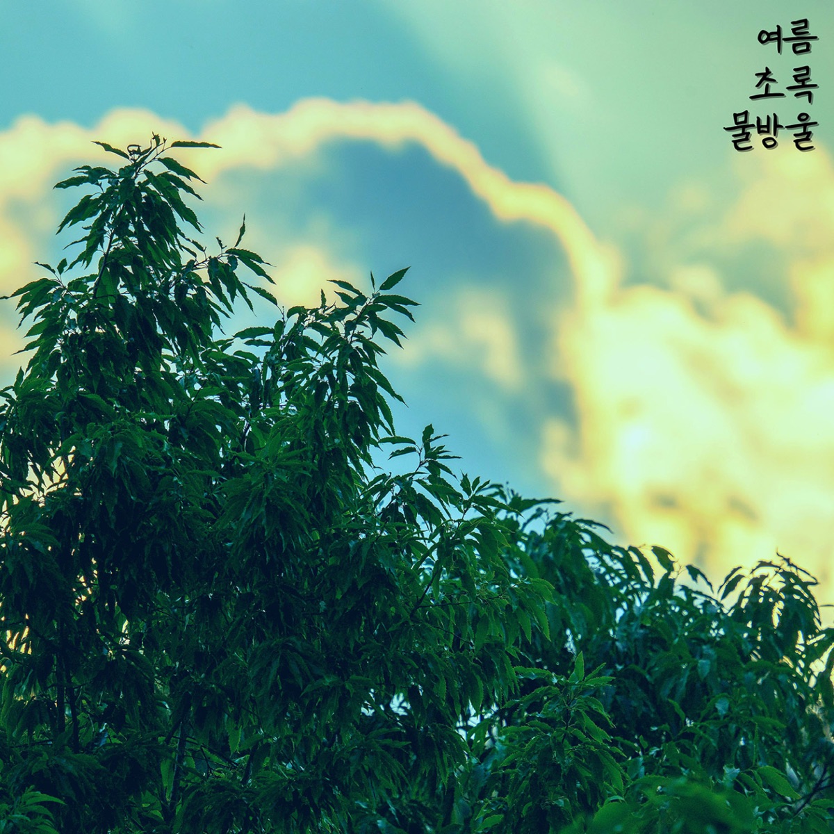 Summer, Green, Water Droplets - Single by Whoopy album cover