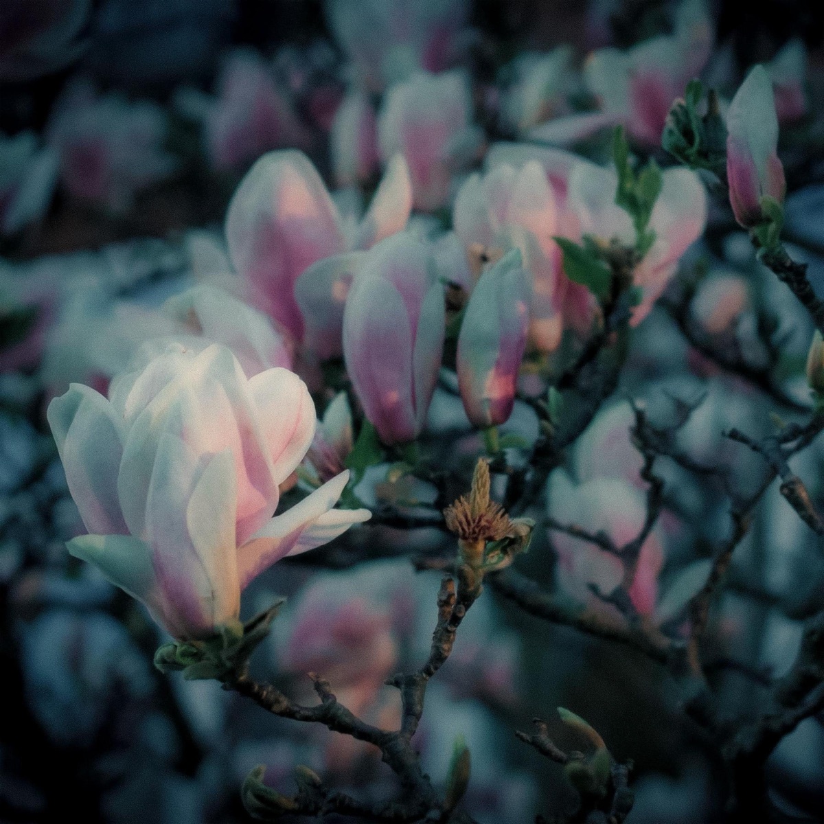 Fragile by Claudio Constantini album cover