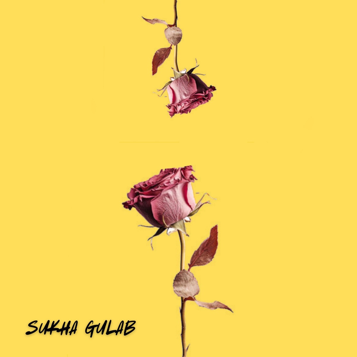 Sukha gulab - Single by Tarun & Flawed album cover