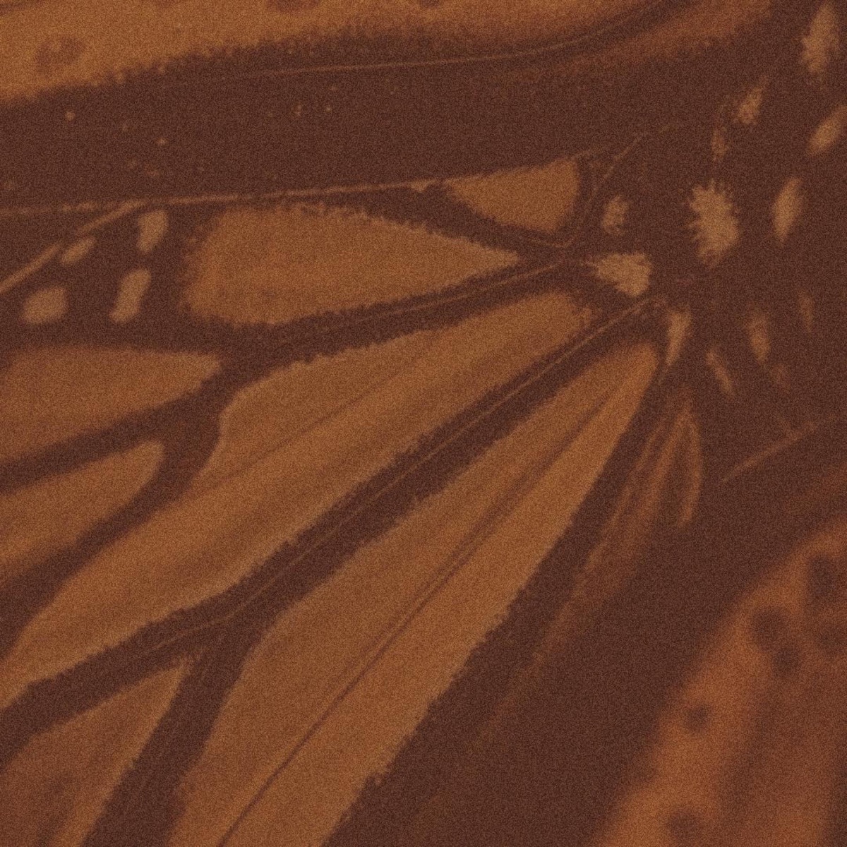 butterfly field - Single by Earlswavy album cover