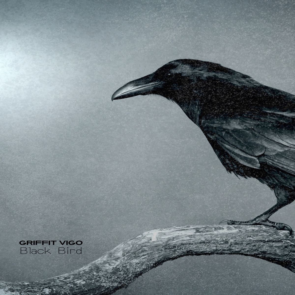 Black Bird - Single by Griffit Vigo album cover
