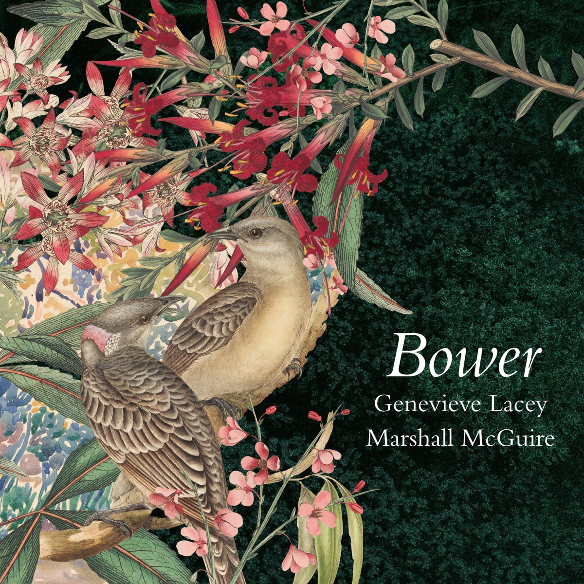 Bower by Marshall McGuire & Genevieve Lacey album cover