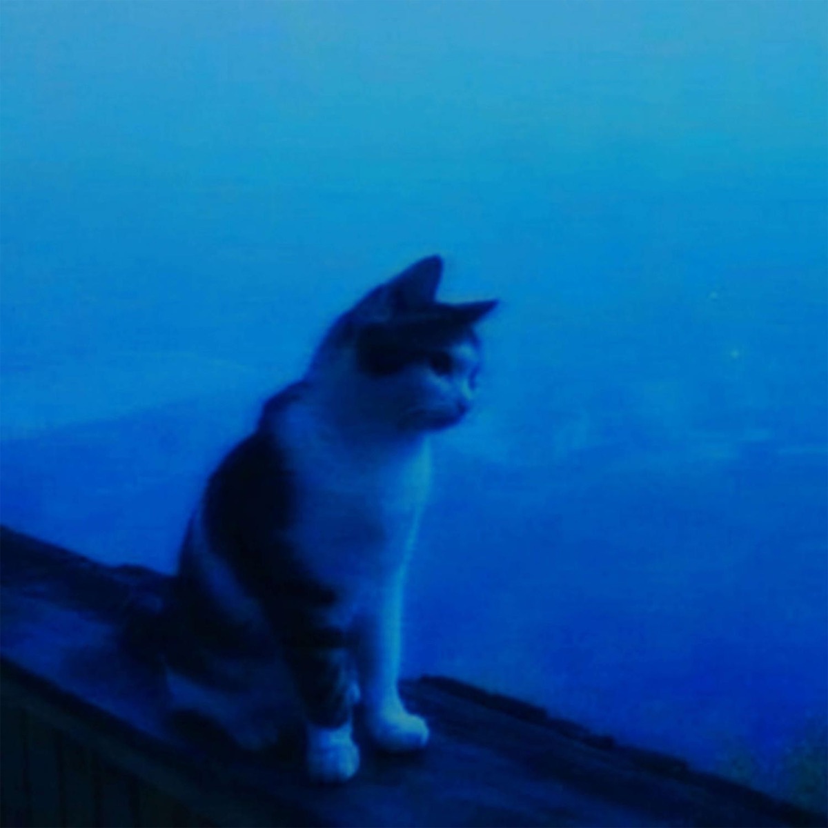 Starlit Meows - Single by SNOWDEATH album cover
