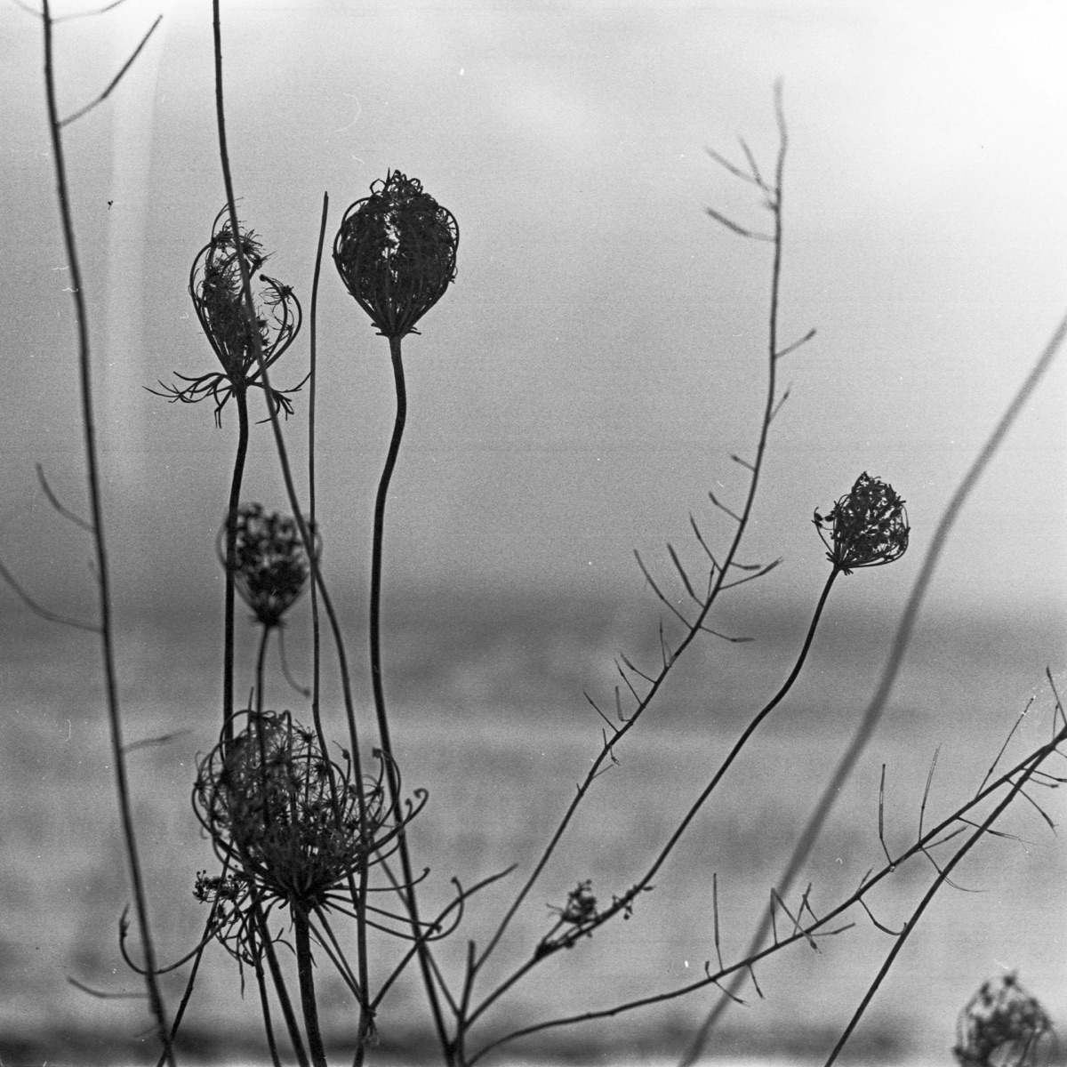 Placid by Recondite album cover