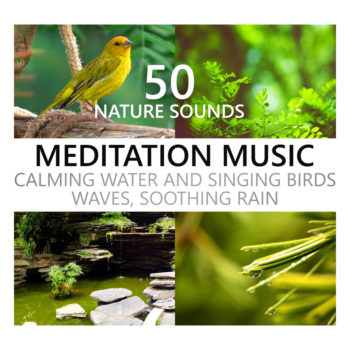 Nature Sounds Meditation Music: Calming Water and Singing Birds, Waves, Soothing Rain, Beach, Waterfall, Rainforest, Tropical Spa Surf by Calming Water Consort album cover
